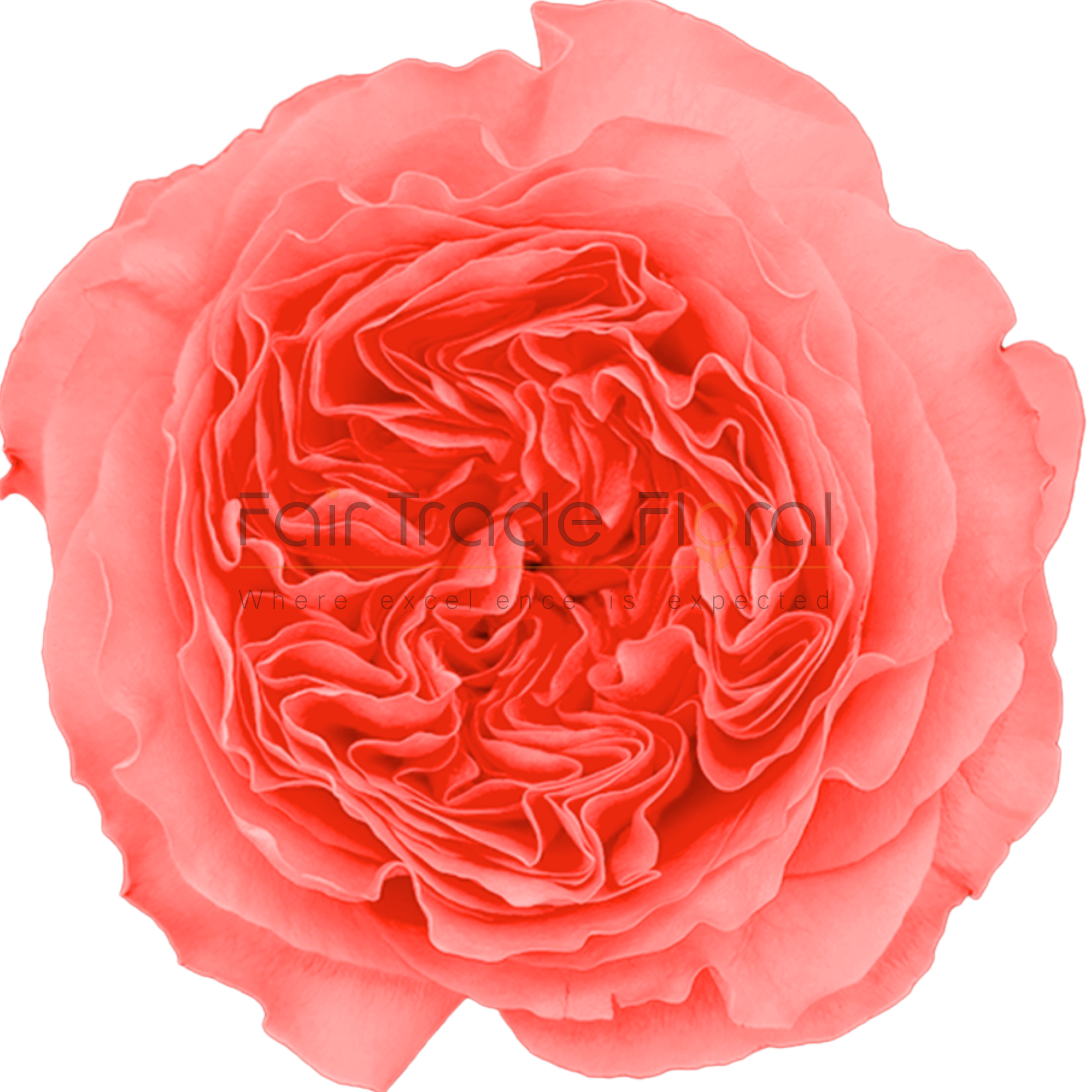 Rose様6枚 Gumball Goody™ Rose – GardenTap